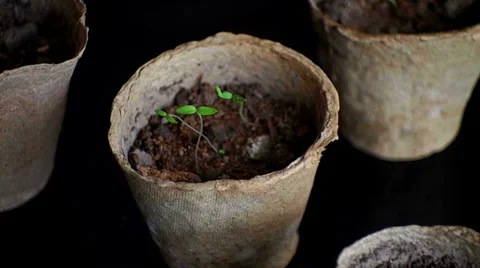 Special pots with seedlings Stock-Footage 36353565