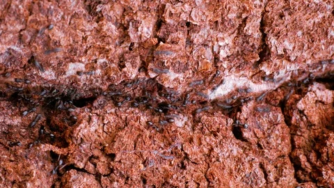 Special time video effect. Ant colony. Hardworking black ants on tree Stock Footage 107777918