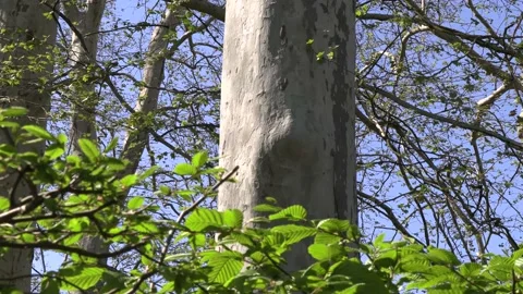 Special tree with a nose in the forest Stock Footage 132239554
