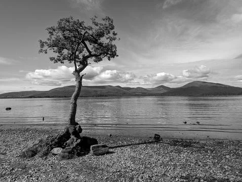 Special Tree Stock Photos