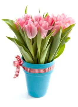 Special tulips Stock Photos