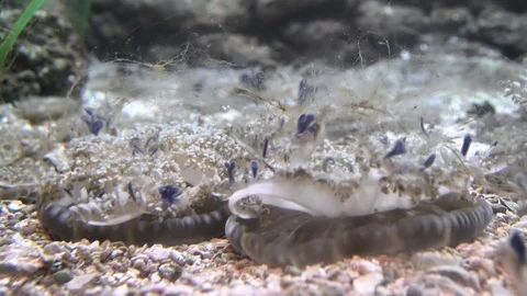 The special Upside Down Jellyfish Stock Footage