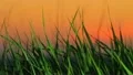 Special video with grass-profi lighting, mountain top HD Footage