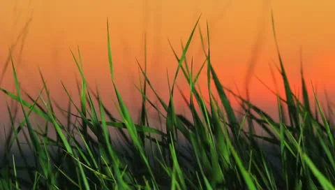 Special video with grass-profi lighting, mountain top 스톡 동영상 10919142