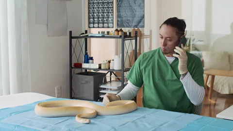 Specialist Consulting on Phone when Inspecting Yellow Snake in Clinic Video stock 304538131