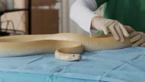 Specialist Examining Skin of Python Snake Wriggling on Table in Clinic Video stock 302233547