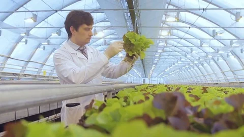 Specialist inspects lettuce and taking notes on the computer. Stock Footage 78123798