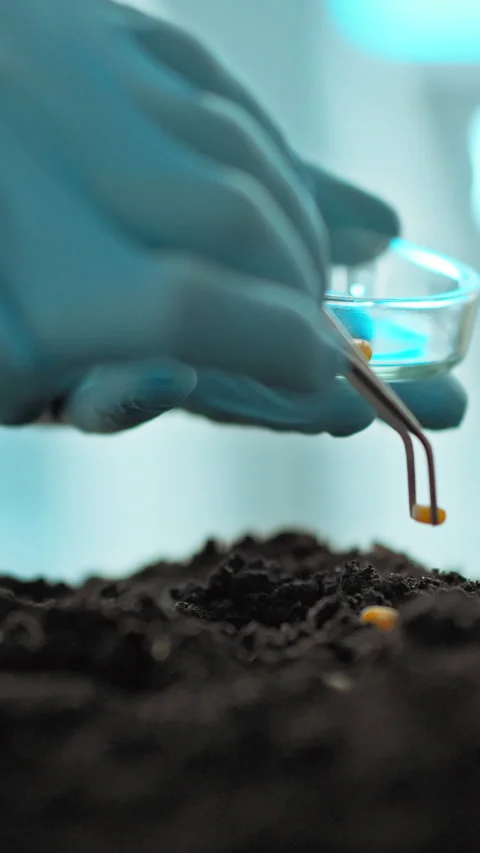 Specialist in laboratory plants genetically modified corn grains into prepar Stock Footage 338201179