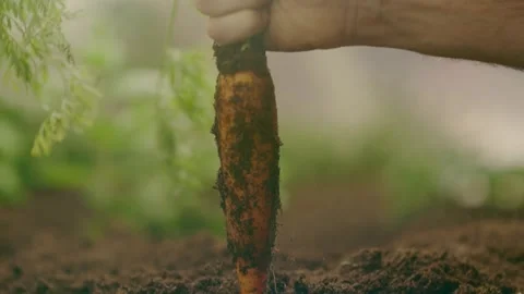 Specialist worker pulling out freshly picked carrots 4K Slow motion Stock Footage 257519241