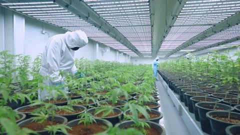 Specialist workers in protective uniform checks seedling leaf top potted plants. Stock Footage 301663478