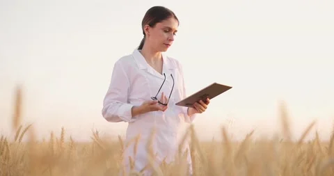 Specialist working in wheat field checking wheat growth.Girl sending data to Stock Footage 157942964