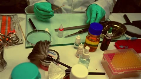 Specialized criminalistic police performs hematological analysis  Stock Footage 331511246