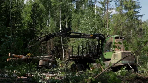 A specialized Feller Buncher saws tree trunks Stock-Footage 59574036