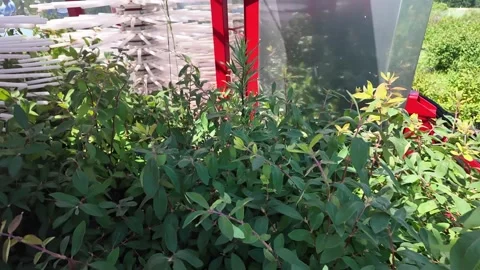 Specialized harvesting machine working through dense berry bushes in sunlit Stock Footage 345412754