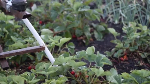 Specialized irrigation system watering strawberries Stock Footage 276326892