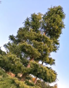 Specially Grown Tree Stock Photos