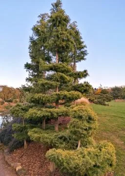 Specially Grown Tree Stock Photos