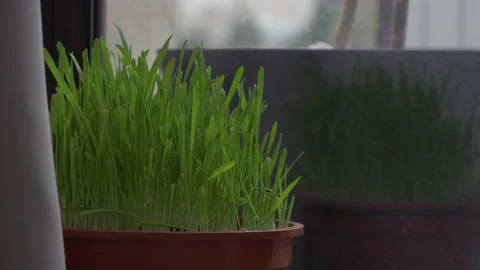 Specially grown wheat for a cat in a pot Stock Footage 146143353