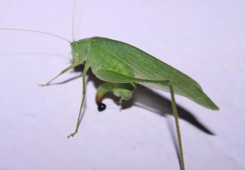A species of bush-cricket belonging to the family Tettigoniidae subfamily Pha Stock Photos