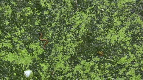 Species 库存影片 744852