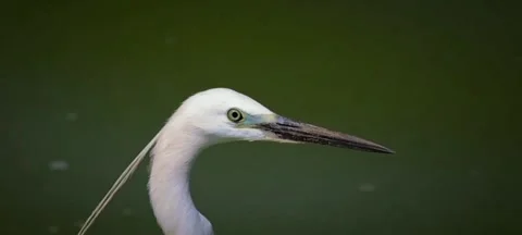 Species named as herons rather than egrets. Stock Footage 312841808