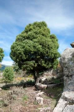 Specimen of Cade tree, Juniperus oxycedrus. Stock Photos