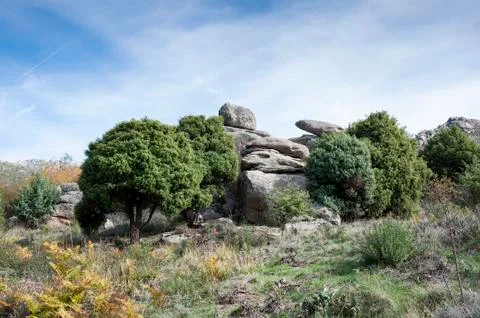 Specimen of Cade tree, Juniperus oxycedrus. Stock Photos