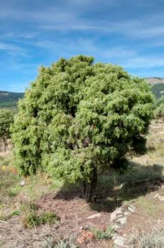 Specimen of Cade tree, Juniperus oxycedrus Stock Photos