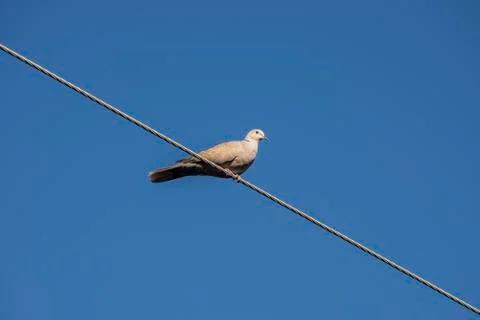 Specimen of Eurasian collared dove perched on a power line Stock Photos