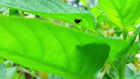 A specimen of an insect on a ground cherry fruit in a cultivated area. Stock Footage 304064780