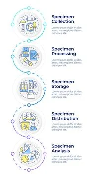 Specimen lifecycle infographic vertical sequence 스톡 일러스트