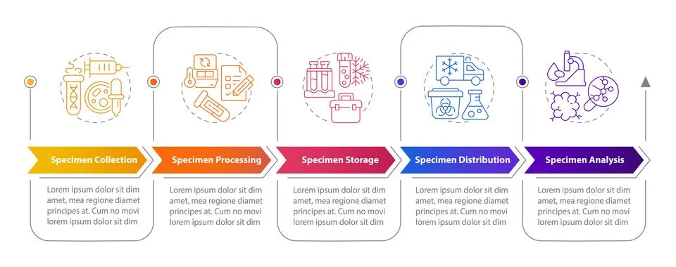 Specimen lifecycle rectangular infographics 库存插图