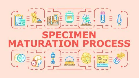 Specimen maturation process banner icon vector illustration Stockillustratie
