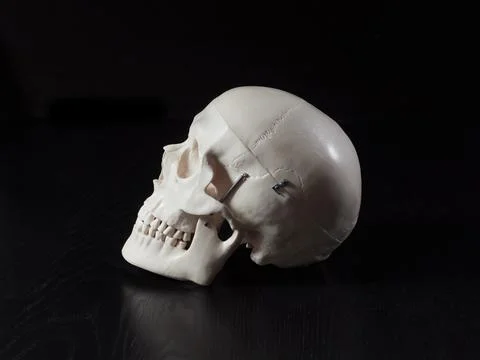 Specimen of the skull Stock Photos