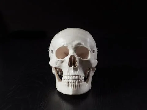 Specimen of the skull Stock Photos