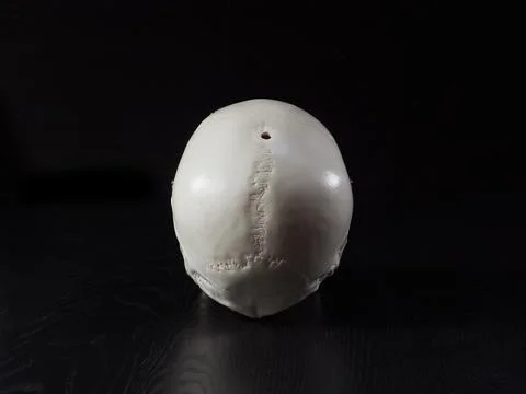 Specimen of the skull Foto stock