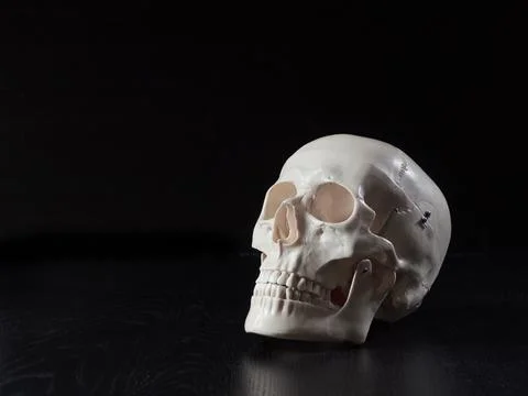 Specimen of the skull Stock Photos