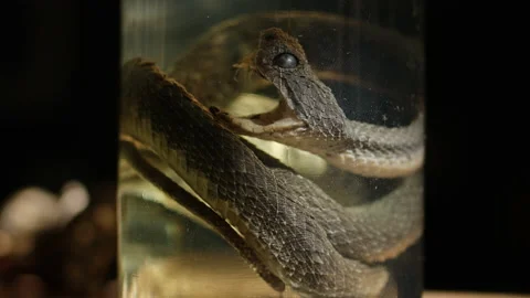 Specimen of snake preserved in solution formaldehyde on dark background Stock Footage 194571790