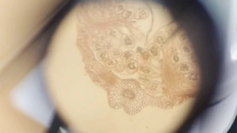 The specimen through microscope Stock Footage 73891114