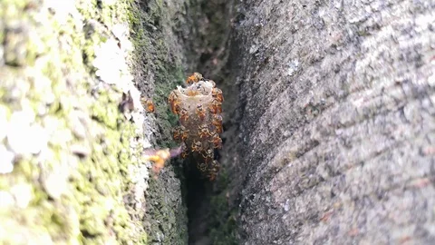 Specimens of Tetragonisca angustula, stingless bees flying over nest Stock Footage 98664986