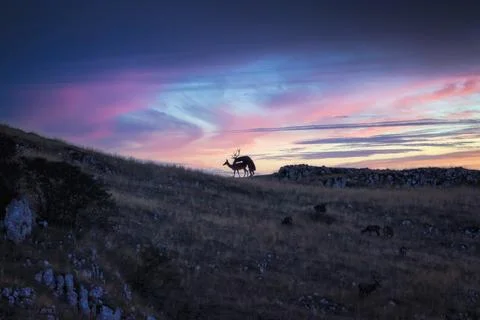 Specimens of wild red deer in nature Stock-Fotos
