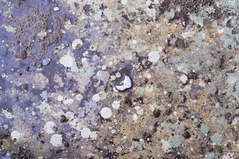 Speckled background with spots of different paint Stock Photos