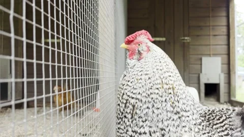 Speckled barred rooster standing inside wooden coop mesh enclosure Stock Footage 344649687