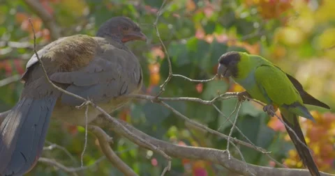 Speckled Chachalaca and a Nanday Parakeet next to each other on a tree - Stockbeeldmateriaal 238909978