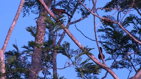 Speckled Chachalaca flock sit in lowland Amazon rainforest tree singing Stock Footage 99524816