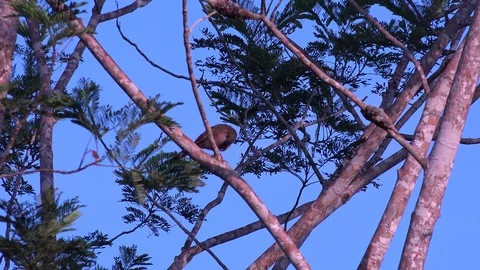 Speckled Chachalaca sit in lowland Amazon rainforest tree singing loudly Stock Footage 99524821