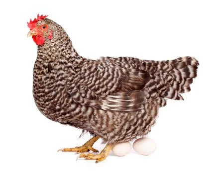 Speckled chicken with eggs Stock Photos