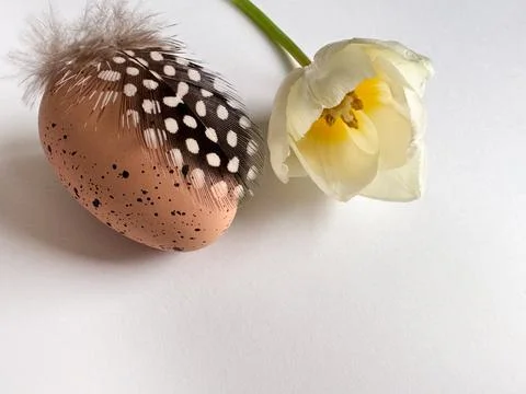 Speckled Easter egg with feather and white tulip on white background copy spa Stock-Fotos