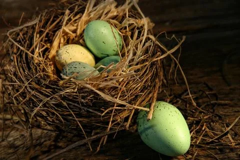 Speckled eggs in nest Stock Photos