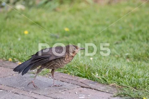 Speckled European Blackbird fledgling stretching its wing in Sussex Garden. Stock Photos